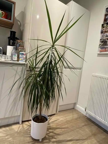 Photo of free Houseplant (Petersfield GU32) #1
