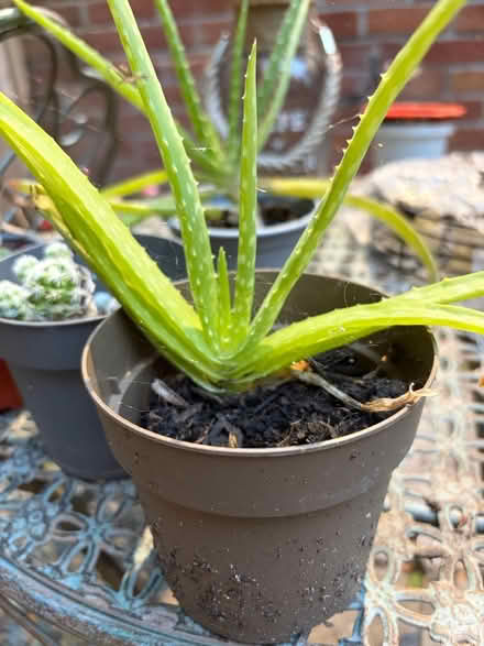 Photo of free Aloe Vera Plant (Westbury Wilts BA13) #1