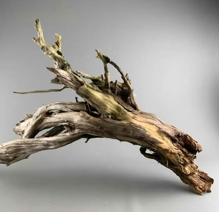 Photo of Decorative tree stumps (Spondon Derby DE21) #1