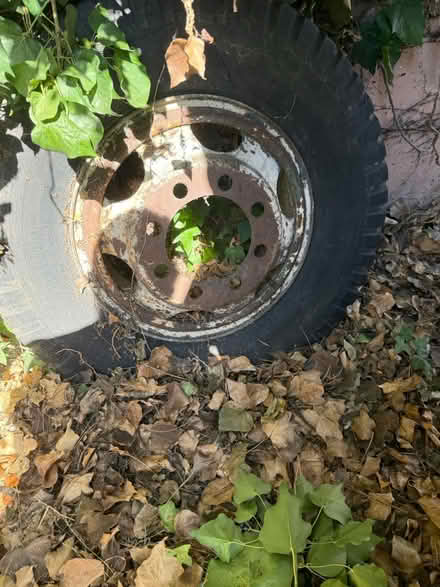 Photo of free Steel Wheels-Rims (Hayward) #1