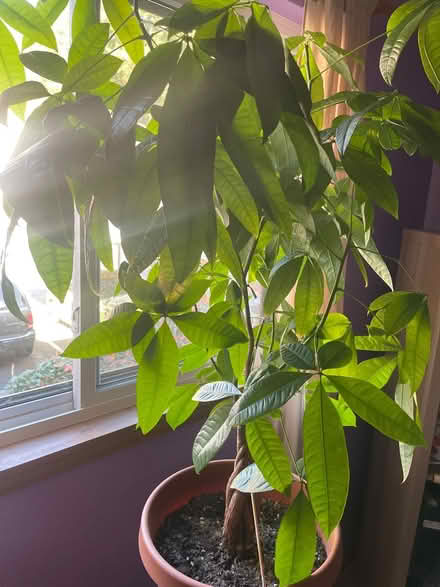 Photo of free Money Tree plant (N. Shoreline / 15th Ave NE) #2