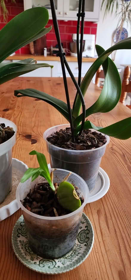 Photo of free 3 healthy orchid plants (Wetherby LS22) #2