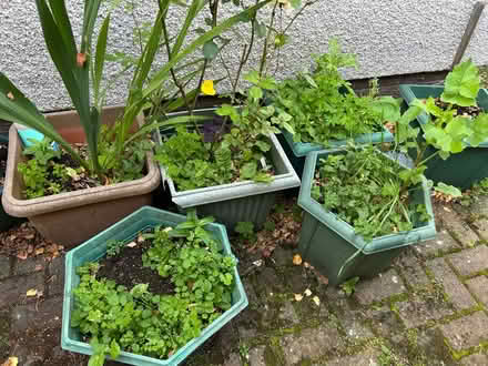 Photo of free Selection of plant pots, mostly plastic (Alnwickhill EH16) #2