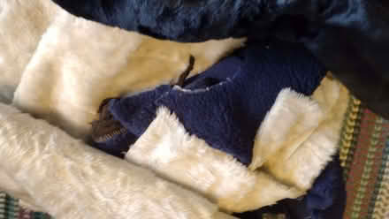 Photo of free Fur fabric (West Marina TN38) #2