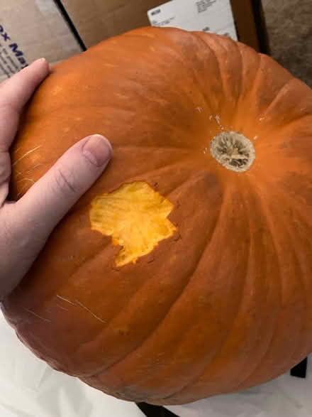 Photo of free Big Pumpkin, Fresh Squirrel Damage (West San Jose) #2