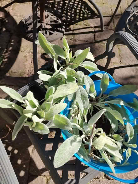 Photo of free Lambs Ear (Odenton) #2