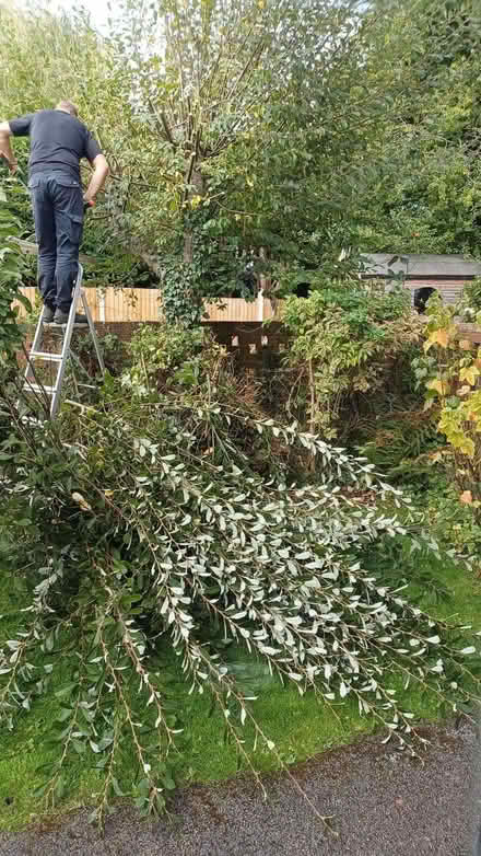 Photo of free Goat willow trimmings must go by noon Thursday (Willaston CH64) #1