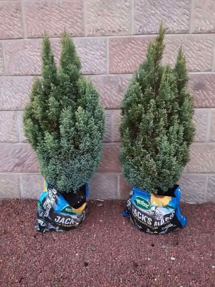 Photo of free Dwarf Conifers (Cromford DE4) #1