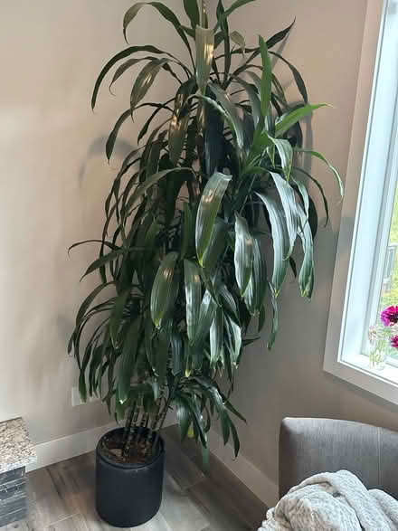 Photo of free Tall house plant (Newbeg) #1