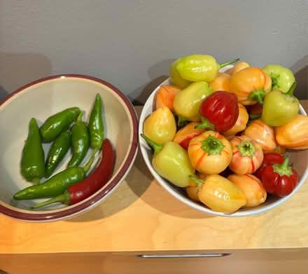 Photo of free Home grown chillies (Ware SG12) #1