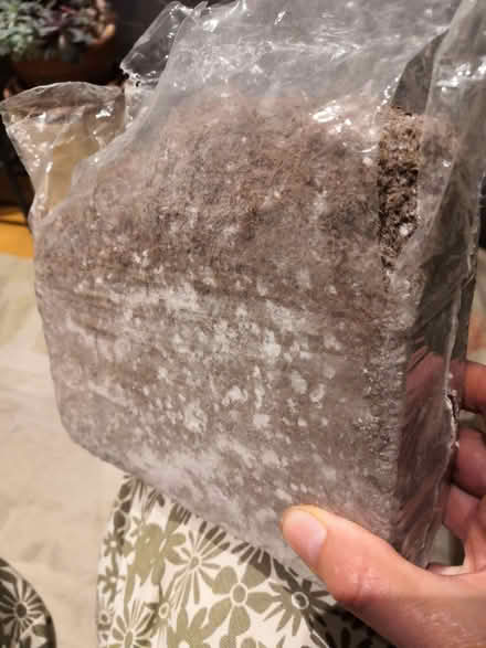 Photo of free Block of coir seed compost (Grandpont OX1) #3