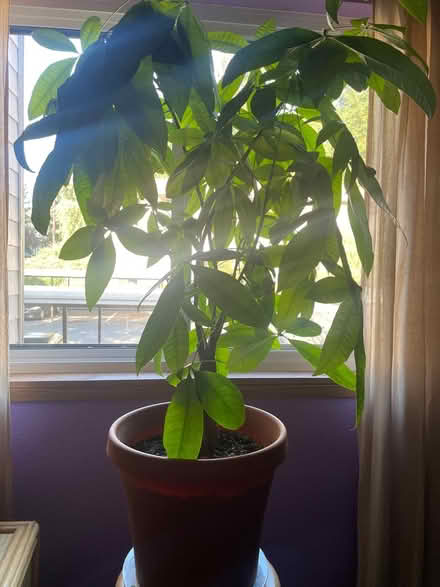 Photo of free Money Tree plant (N. Shoreline / 15th Ave NE) #1