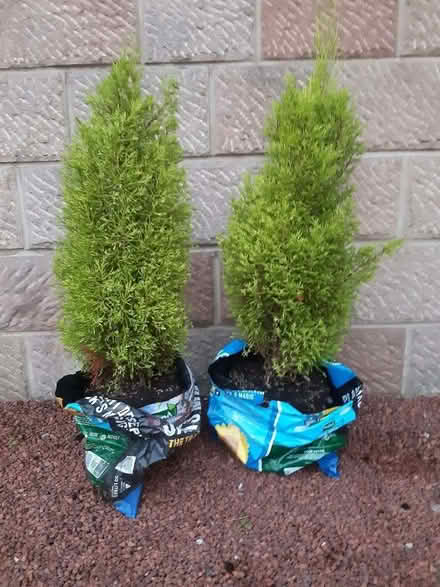 Photo of free Conifers- lemon scented (Cromford DE4) #1