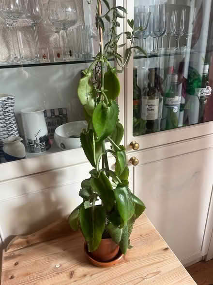 Photo of free Mother-of-thousands plant (Headingley LS6) #1