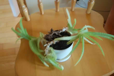 Photo of free Aloe plant (Carlington east) #1