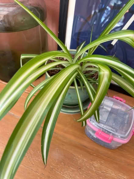 Photo of Spider plant pups (Hambrook BS16) #1