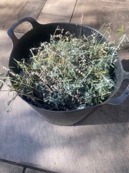 Photo of free Dry lavender flowers, fresh cut today (Priestwood RG42) #1