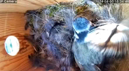 Photo of free Bird box camera (Balcombe, RH17) #2