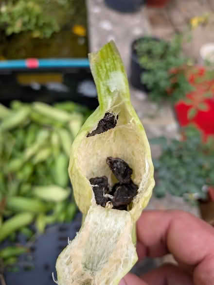 Photo of free Mature achocha seeds in pods (Castlepoint BH8) #1