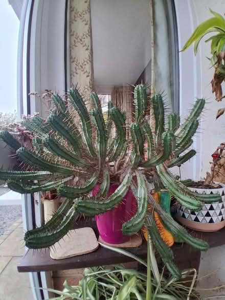 Photo of free Very spiky cactus (Telford and Wrekin TF7) #1