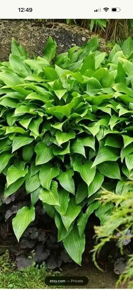 Photo of free Hostas and Rose of Sharon (Totowa NJ near Pal Park.) #2