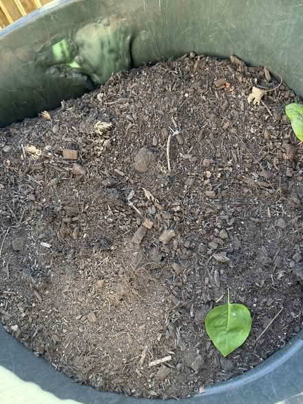 Photo of free Clean top soil (South Seattle - Rainier Beach) #2
