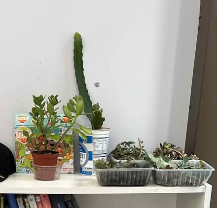 Photo of free Plants & Succulents (Kidbrooke SE3) #1