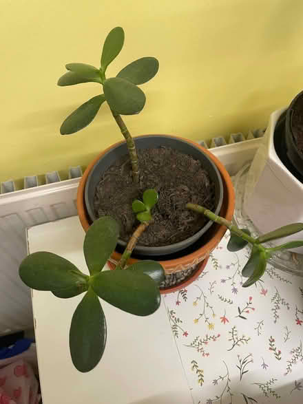 Photo of free Money plant (Southdown BA2) #1