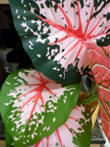 Photo of free Plastic plants no pots (Ashhill walk Bd47jf) #2