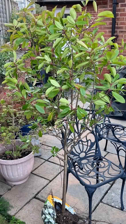 Photo of free Tree - photinia (Darwin Park WS14) #1