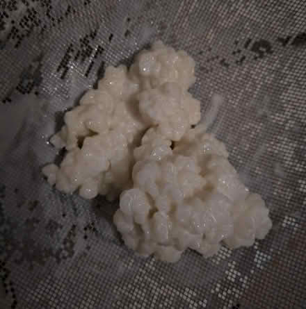 Photo of free Milk kefir grains (North Acton) #1