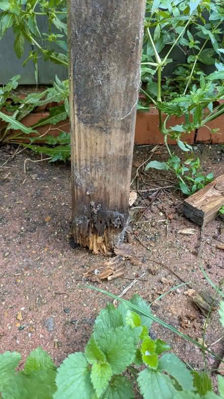 Photo of free Wooden posts (Mousehold NR3) #3