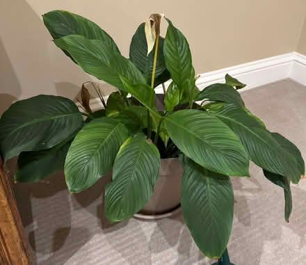 Photo of free Peace lily plants (Esher KT10) #2