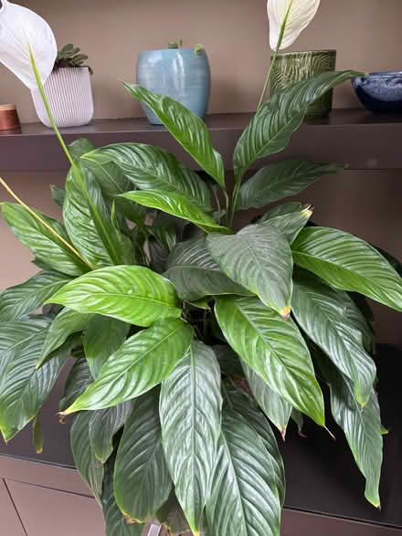 Photo of free Peace lily plants (Esher KT10) #1