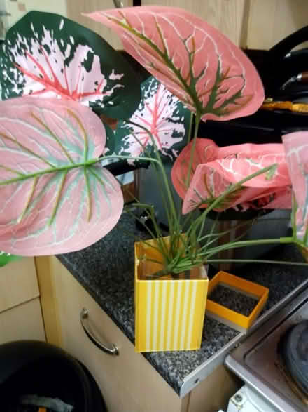 Photo of free Plastic plants no pots (Ashhill walk Bd47jf) #1