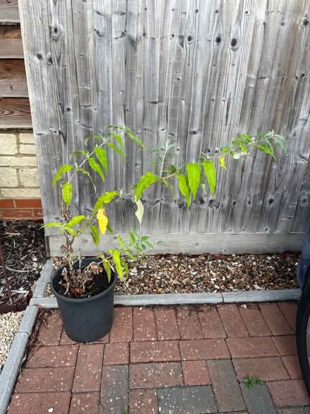 Photo of free Buddleia plant (Vale of White Horse SN7) #1