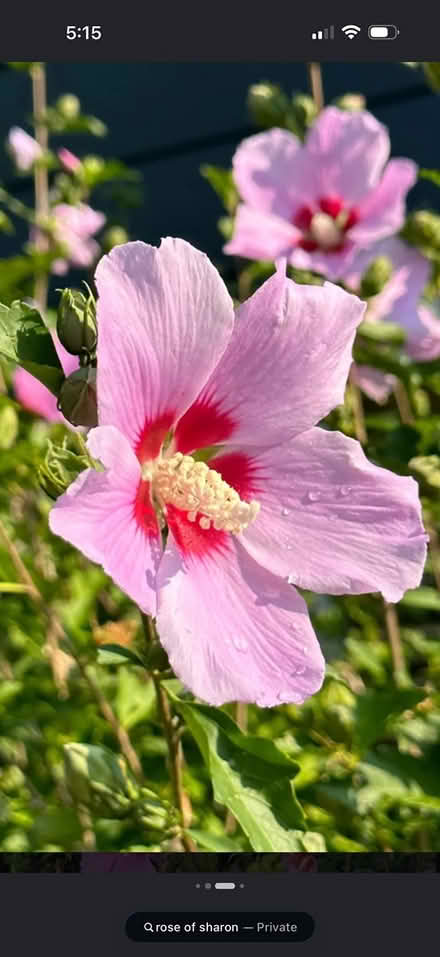 Photo of free Hostas and Rose of Sharon (Totowa NJ near Pal Park.) #1