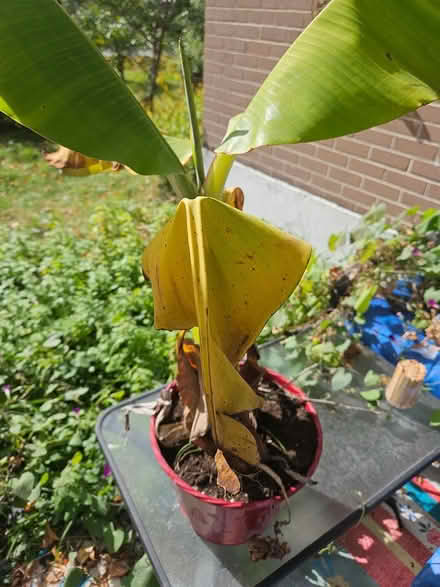 Photo of free Banana plant (Near the experimental farm) #1