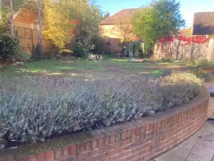 Photo of free Dry lavender flowers, fresh cut today (Priestwood RG42) #3