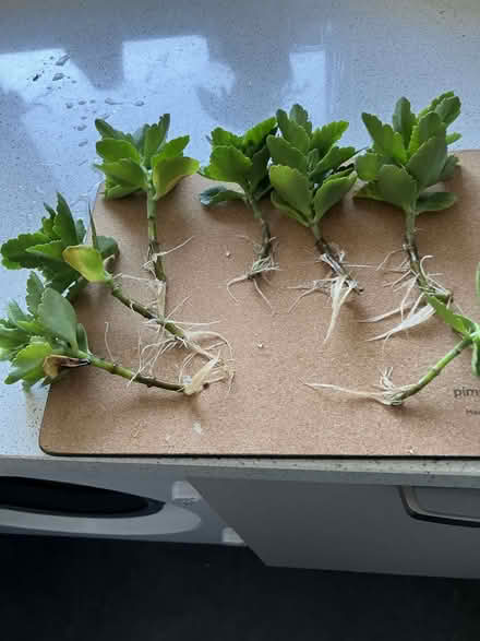 Photo of free Kalanchoe rooted cuttings ready for planting (Micklefield HP13) #1