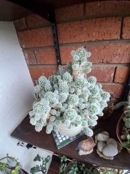 Photo of free Cactus (Telford and Wrekin TF7) #1