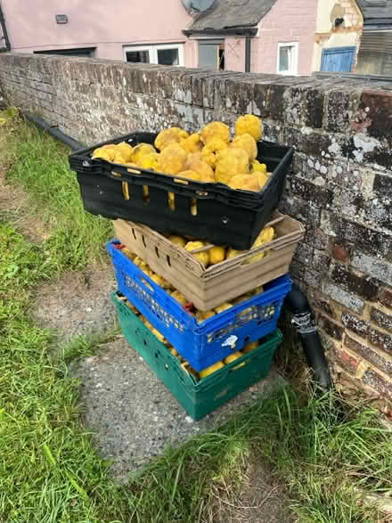 Photo of free Quince (Faversham ME13) #2