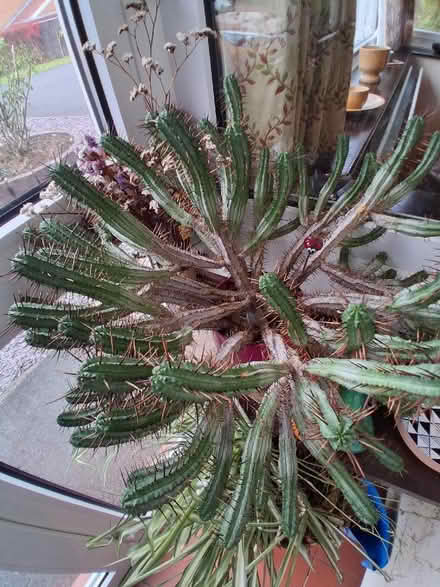 Photo of free Very spiky cactus (Telford and Wrekin TF7) #2