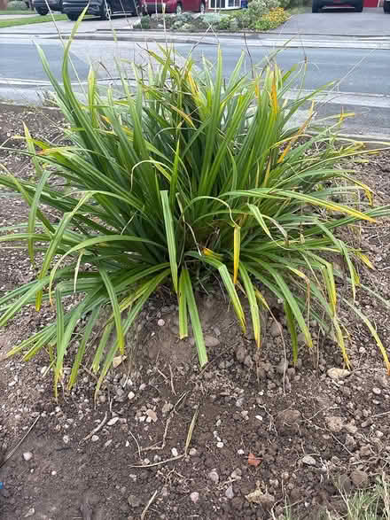 Photo of free ‘Irish Green’ ornamental grass (B93 knowle) #1
