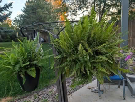 Photo of free Indoor/Outdoor Plants (West Littleton) #1