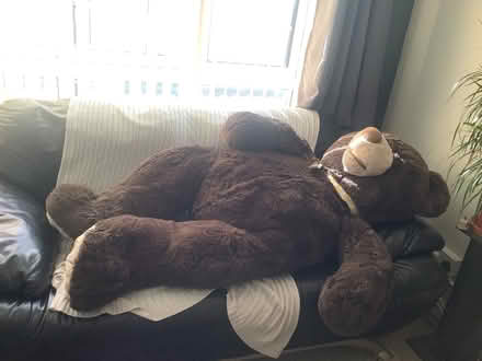 Photo of free Large chocolate bear (Leighton Buzzard LU7) #1
