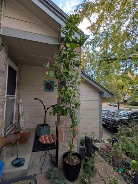 Photo of free Indoor/Outdoor Plants (West Littleton) #2