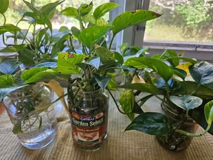 Photo of free Rooted pothos cuttings (Near the experimental farm) #1