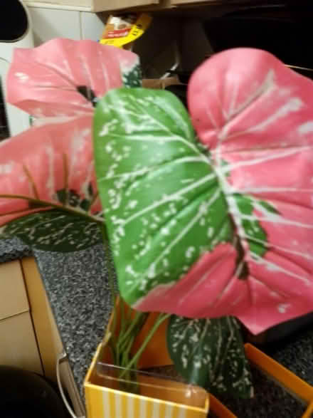 Photo of free Plastic plants no pots (Ashhill walk Bd47jf) #4