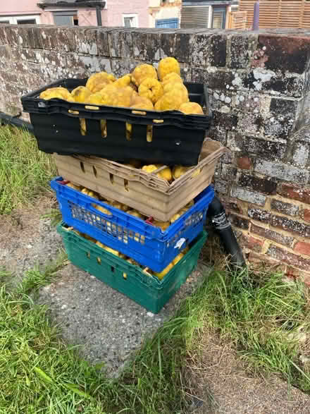 Photo of free Quince (Faversham ME13) #1